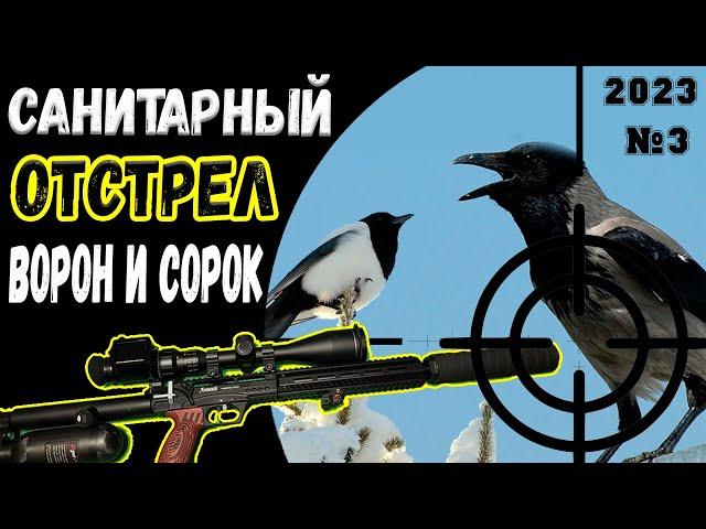 Санитарный отстрел Сорок и Ворон №3  Air Gun Pest Control Crow Hunting 2023 Кроухантинг.