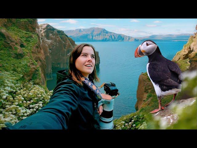 EPIC PUFFIN ISLAND: Capturing Seabirds on Iceland’s Cliffs