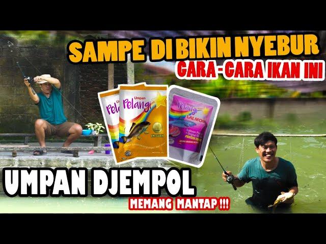 UMPAN YANG SIMPEL DJEMPOL AMIS GURIH CUKUP DADAKAN BIKIN DI KOLAM TAPI TETAP GACOR