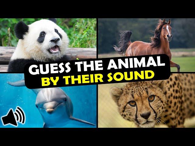 Guess the Animal Sound Game | 31 Animal Sounds Quiz | Multiple Choice