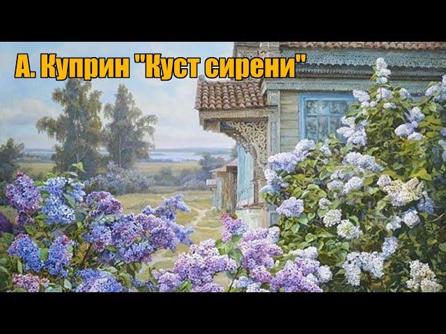 А. Куприн "Куст сирени"