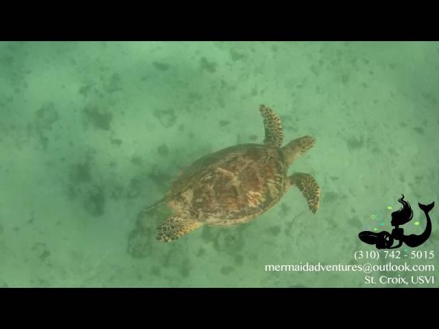 Mermaid Adventures - Private Snorkeling Tour