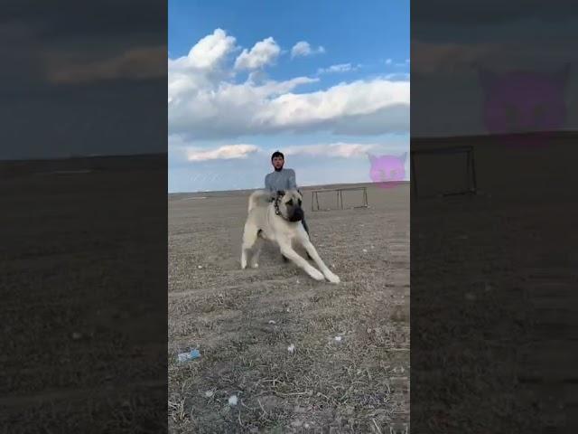 Эдит(алабай,кангал)
