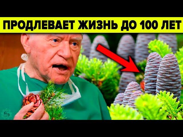 ПОЧЕМУ ВРАЧИ ЭТО ЗАБЫЛИ? ПИХТА - 9 уникальных целебных свойств