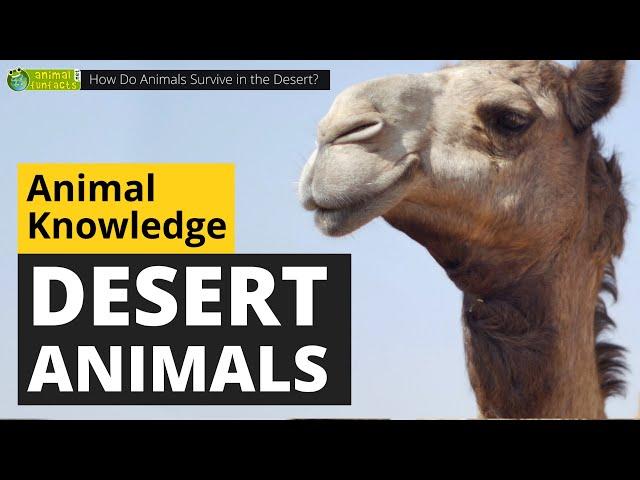 How Do Animals Survive in the Desert?  - Animals for Kids - Educational Video