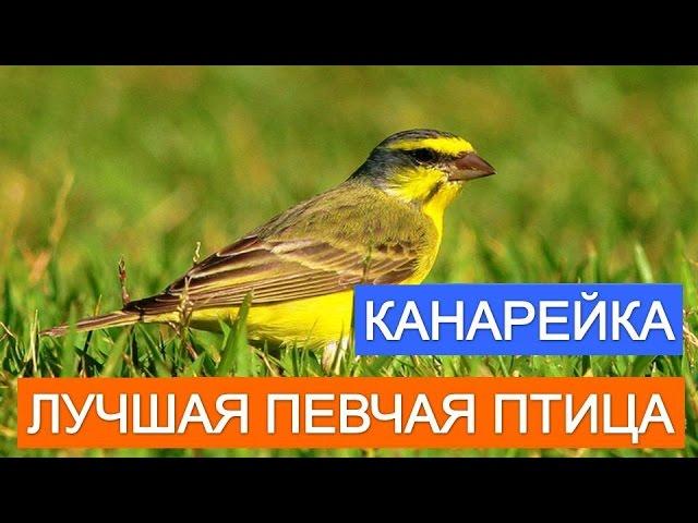 Канарейка лучшая певчая птица. Покупайте канареек.