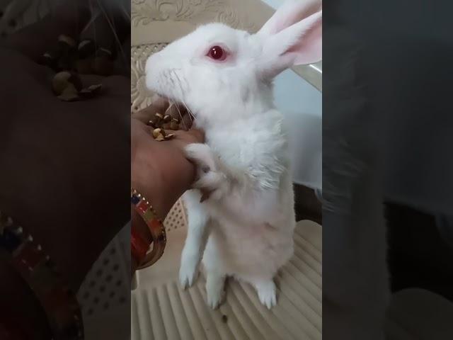  #samart bunny #lovely viral video