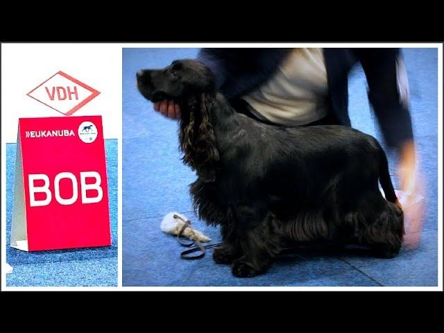 World Dog Show 2017 | BOB English Cocker Spaniel