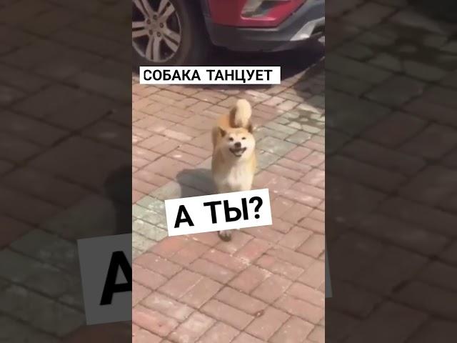 собака танцует #shorts #memes #мемы #шортс