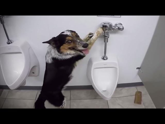 Funny Dogs 2017  Funny Dogs Playing [Funny Pets]