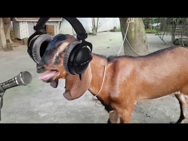 ছাগলের গান। new rap song  singer mr goat #funny