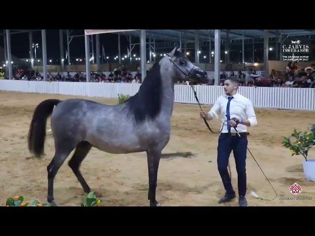 N 139 SHAHDAN SM   The Arabian Horse Galilee Show 2023   Colts 2 Years Old B Class 15