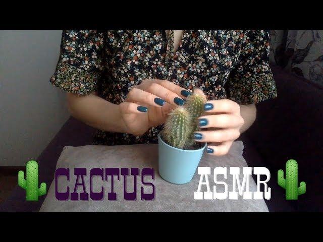 ASMR Cactus Sounds  Soft sounds for relaxation and night sleep  no talking