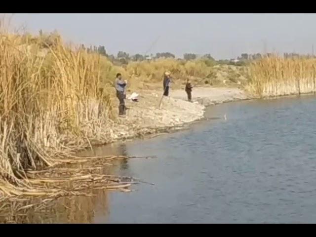 Зур балик ови. Ташкент, Бекобод. Сазан баликлар