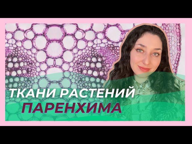 Ткани растений  —  Основные ткани. ЦТ/ЦЭ/устный экзамен