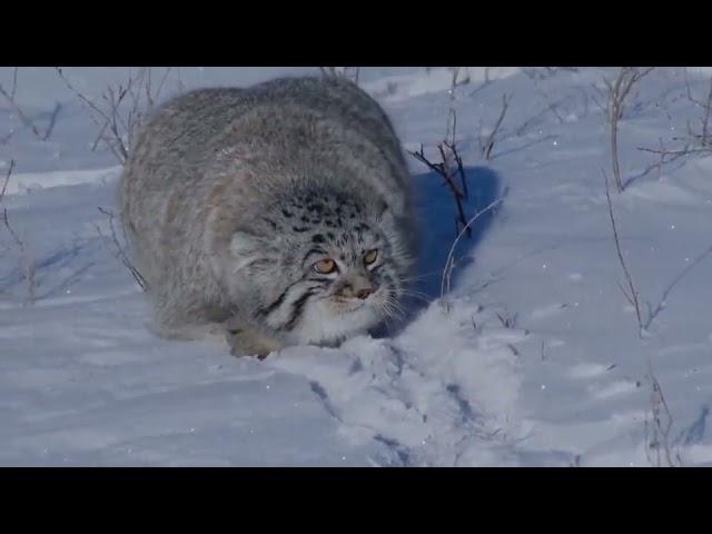 Pallas Cat