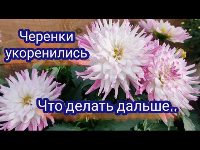 Вегетативные георгины. Черенки укоренились, что делать дальше.