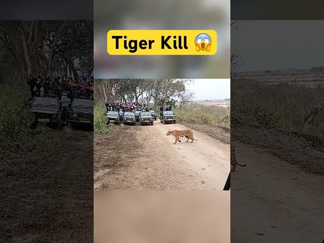 Tiger Kill  Jim Corbett National Park #shorts #jimcorbett #tiger #tigerattack