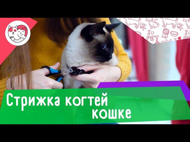 Как подстричь кошке когти в домашних условиях: видеоинструкция