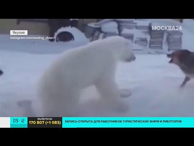 Мать года.белая медведица защищает своих медвежат от стаи собак.(Якутия)