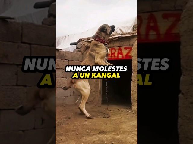 NUNCA Molestes a un KANGAL o Te Arrepentirás