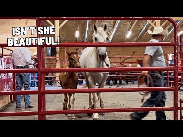 Missouri Fox Trotter Horse Sale 2024!!!