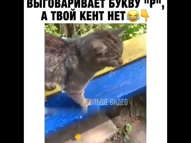 КОТ ВЫГОВАРИВАЕТ БУКВУ Р