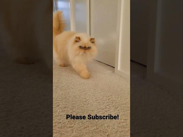 Himalayan Persian Cat