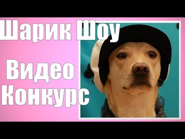 Шарик Шоу - Видео конкурс от Шарика (выпуск 29)