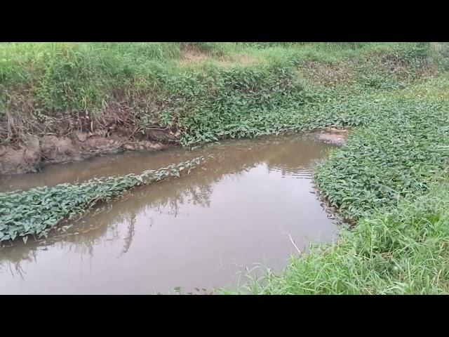 LOKASI MANCING PATIN LIAR PALEMBANG TANJUNG BARANGAN SUMATERA SELATAN