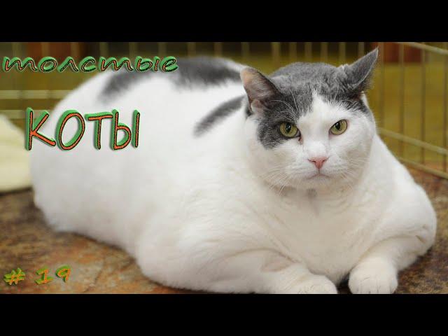 Подборка видео приколов выпуск 19.ТОЛСТЫЕ КОТЫ. Compilation funny videos 19. FAT CATS.