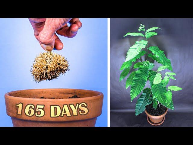 Growing Chestnut Tree From Seed Time Lapse (165 Days)