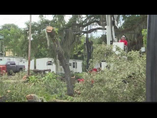 Define ‘dangerous’: Tampa’s tree removal rules at odds with new state law