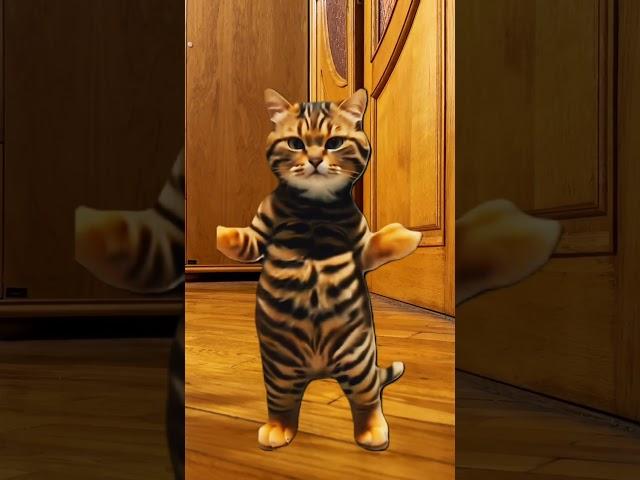 CAT Dance #cat #cute #short #pet #pets #dancevideo #music #dance