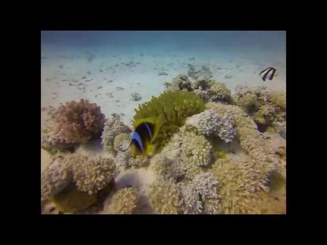 Diving Makadi Bey Red Sea