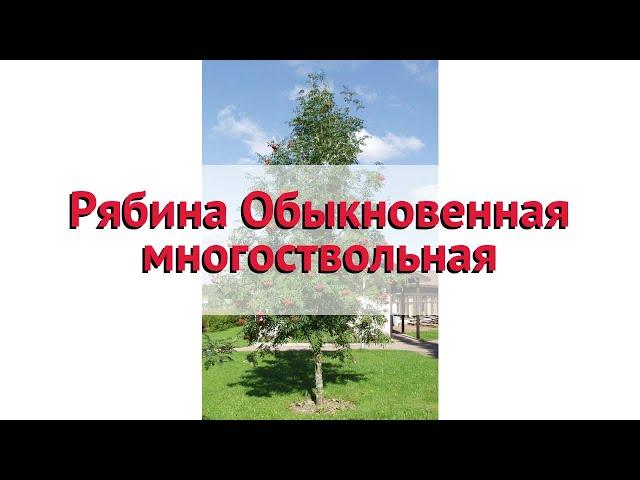 Рябина обыкновенная многоствольная  Обзор: посадка и уход. крупномеры: описание и особенности