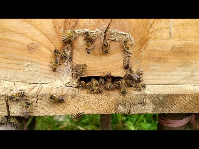 Api cerana Indica Honey bees 