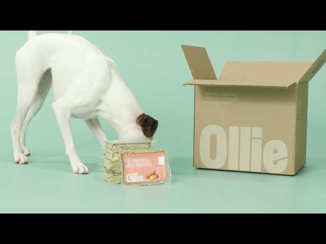 What’s in the Ollie Box? Unboxing Our Fresh Dog Food