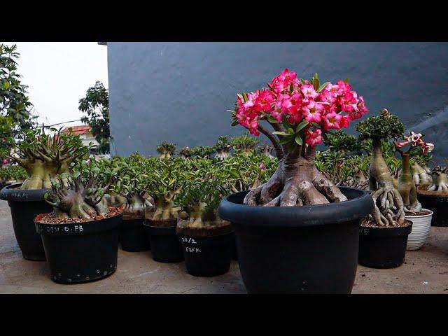 How to care for adenium plants so that they always bloom. Desert Rose Bonsai.