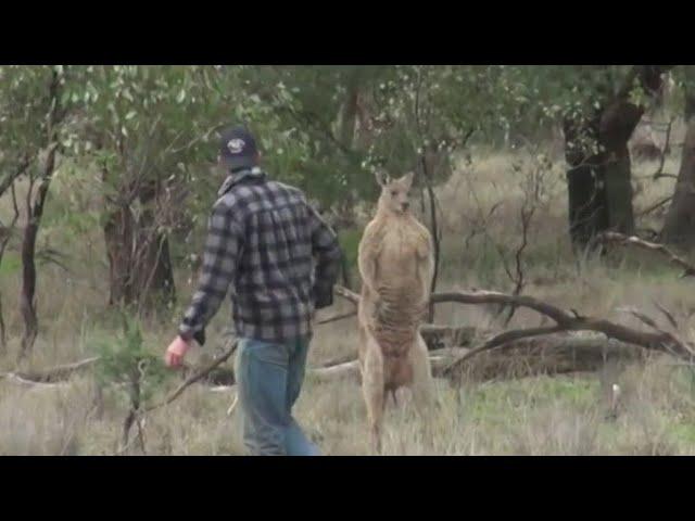 Man saves his dog from 'jacked' kangaroo