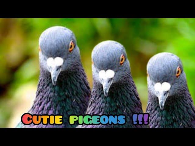 Funny PIGEONS  !!!