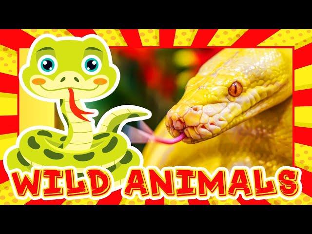 WILD ANIMALS Names & Sounds | Learn with FlashCard & Real Animal Videos | Kids Learning Video