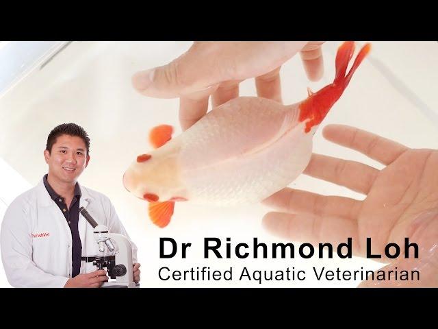 Egg bound goldfish how to diagnose and treat a bloated egg bound goldfish