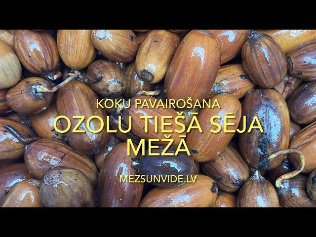 Ozolu pavairošana mežā ar tiešo sēju