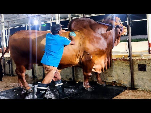 1100 kg Red sindhi bull from Brownie's Ranch