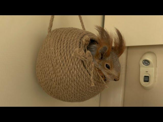 Белка Чип приехал в Питер к Белке Уле #funny #youtubeshorts #squirrel #fun