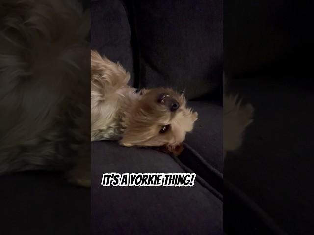 Only a yorkie girl!#yorkiesofyoutube #adoptionjourney #dog #yorkie