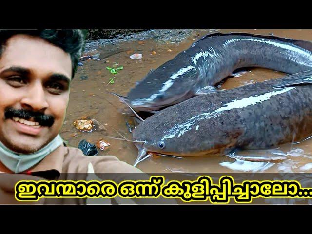 കൊമ്പൻ മുഴി!!!  muzhi lives without water for 9 hrs.. cleaning session..