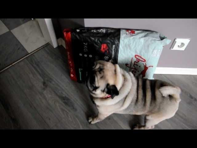 мопс Вася и еда | Pug Vasja and food