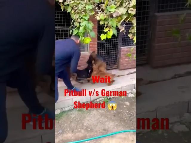 German Shepherd v/s Pitbull danger fighting  #pitbull#germanshepherd #short #viral #dog_lover #dog